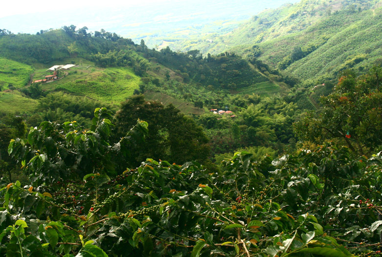 Kolumbien Reisen | Kaffeplantage San Alberto, Kaffeedreieck