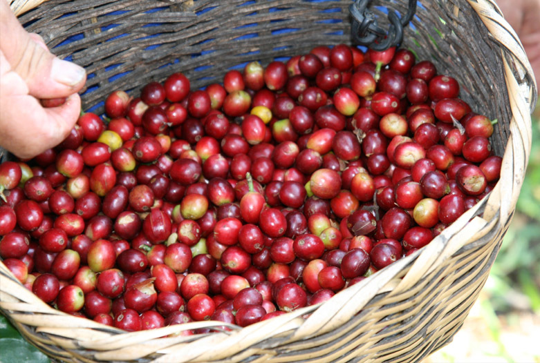 Kolumbien Reisen | Frisch geerntete Kaffeefrchte