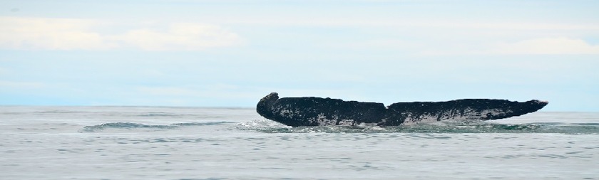 Bahia Solano Choco Ballena.jpg