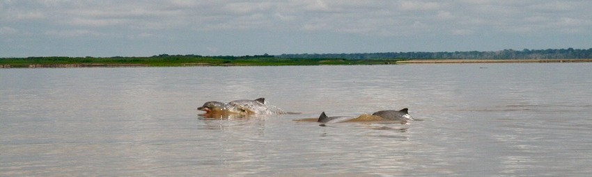 Kolumbien Reise | Delfine im Amazonas