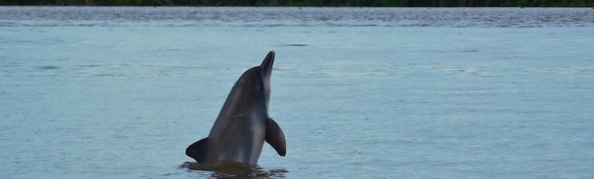 Tarapoto-Lago-Kolumbien-Amazonas-im-August-Delfine.jpg