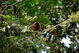 Kolumbien Reisen | Affe im Nationalpark Amacayacu, Amazonas